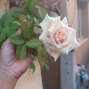 rose_rozzz