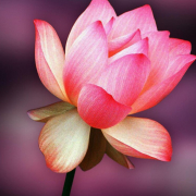 Sweetsunrise_