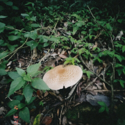 MiaBellaRuiva