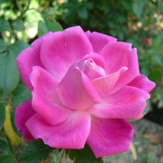 lam_dan