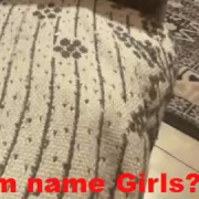 kittycam111