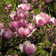 april_blossom