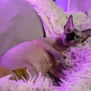 uglyekittens