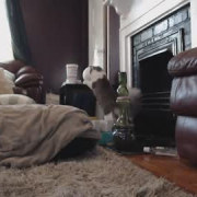 amateur_kitten