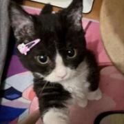 Kittynha